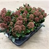 SKIMMIA 10.5 CM JAPONICA RÖDGRÖN  1X10